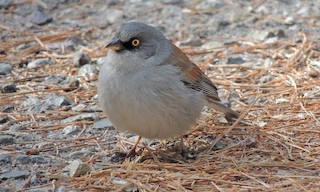  - Yellow-eyed Junco