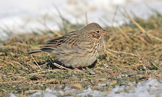  - Vesper Sparrow