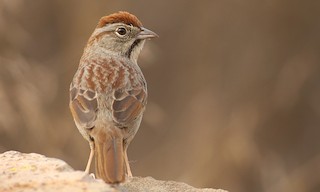  - Rufous-crowned Sparrow