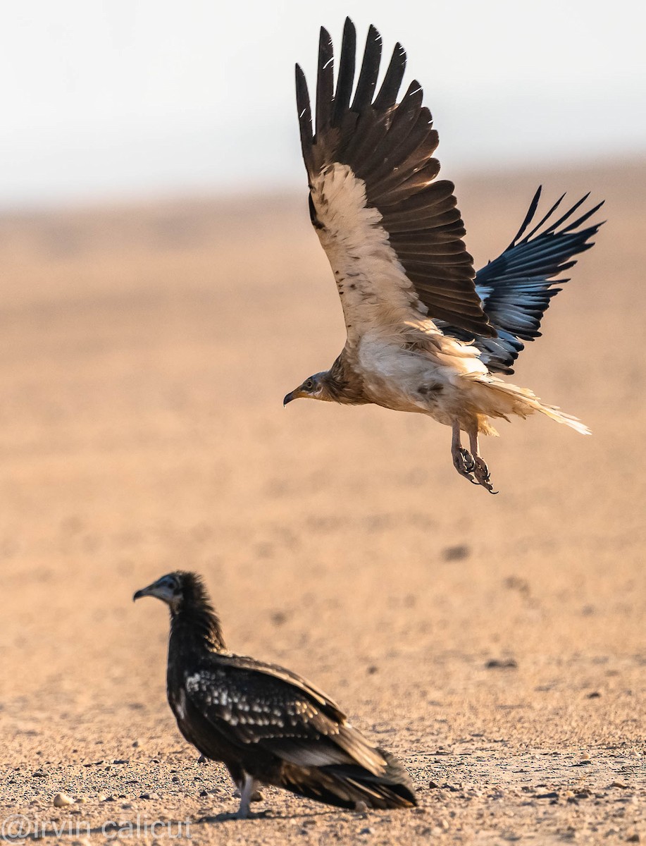 Egyptian Vulture - Irvin Calicut