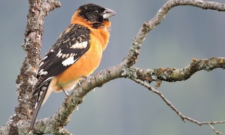  - Black-headed Grosbeak