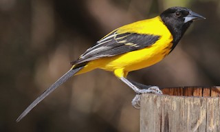  - Audubon's Oriole