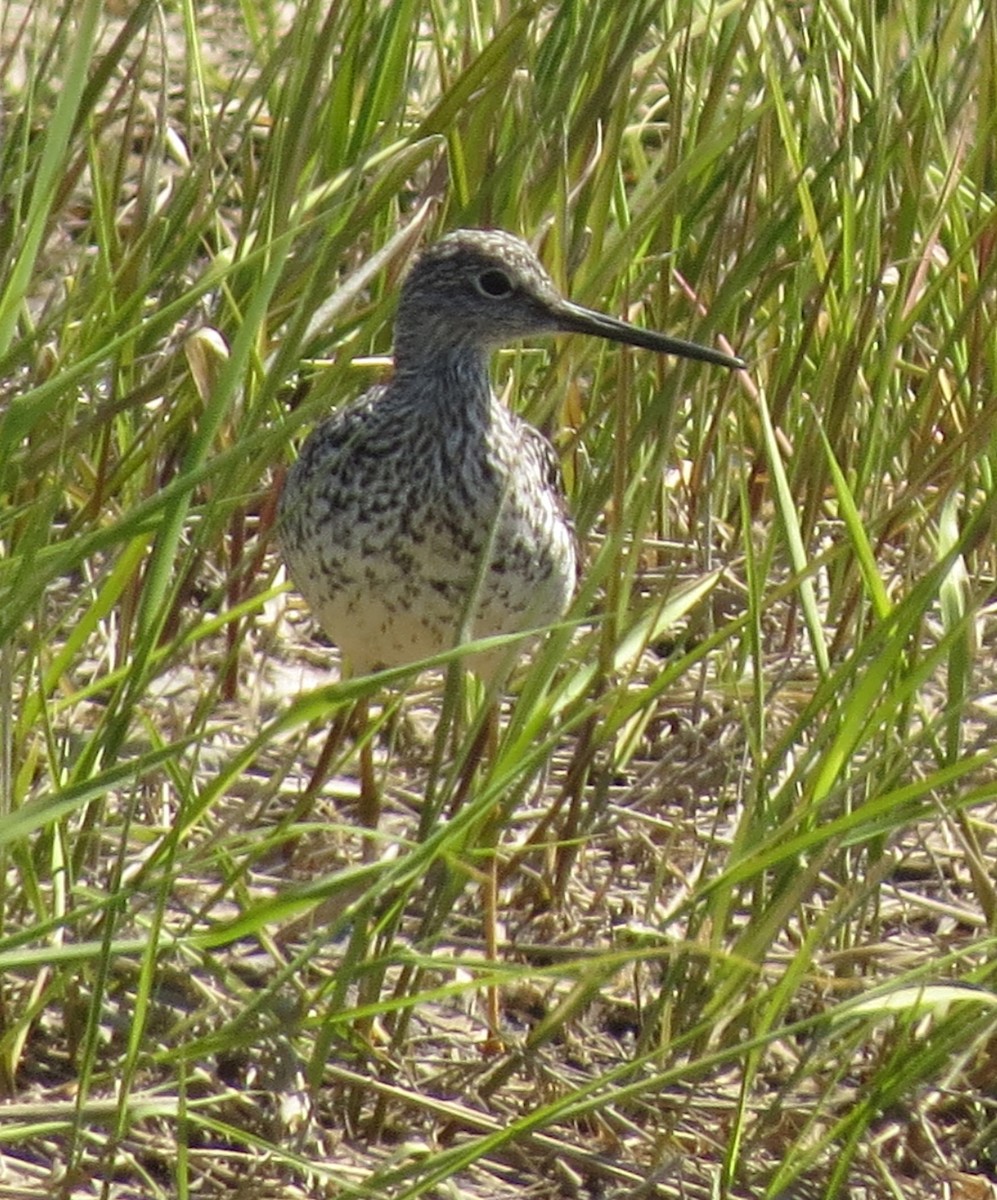 Greater Yellowlegs - Amy Lawes