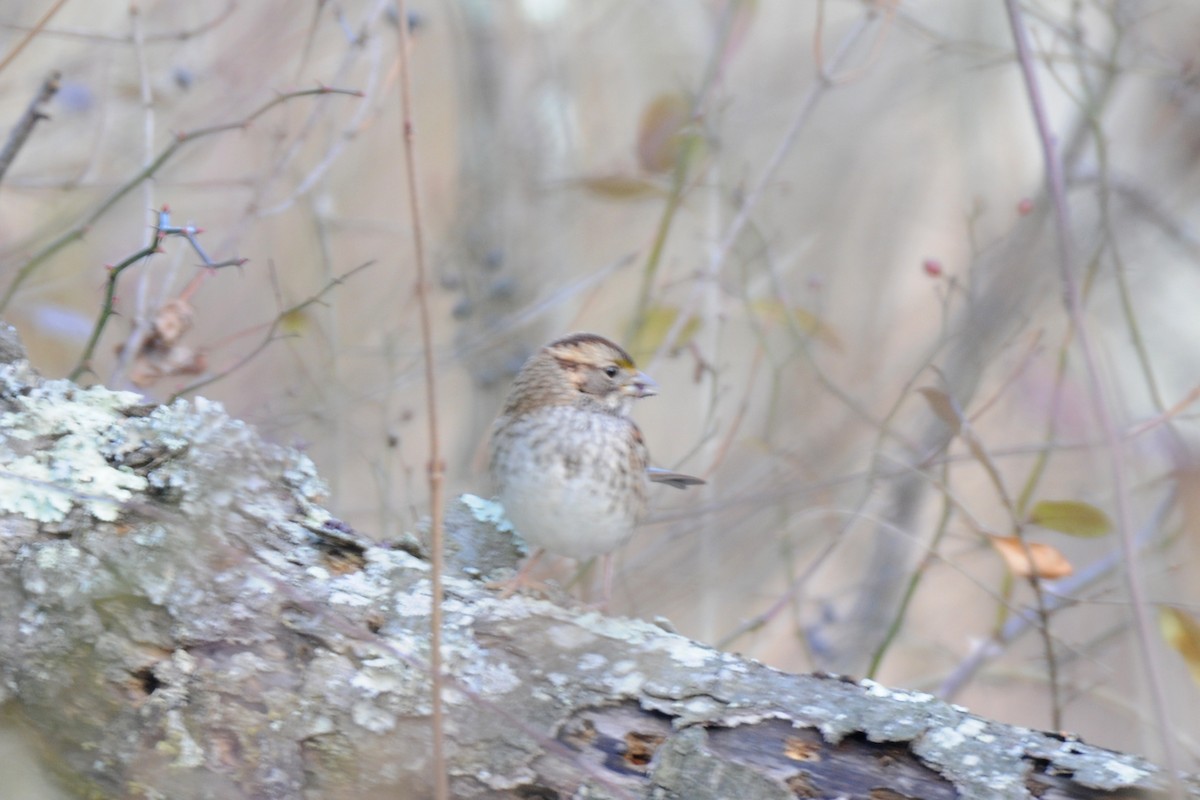 White-throated Sparrow - ML284908991