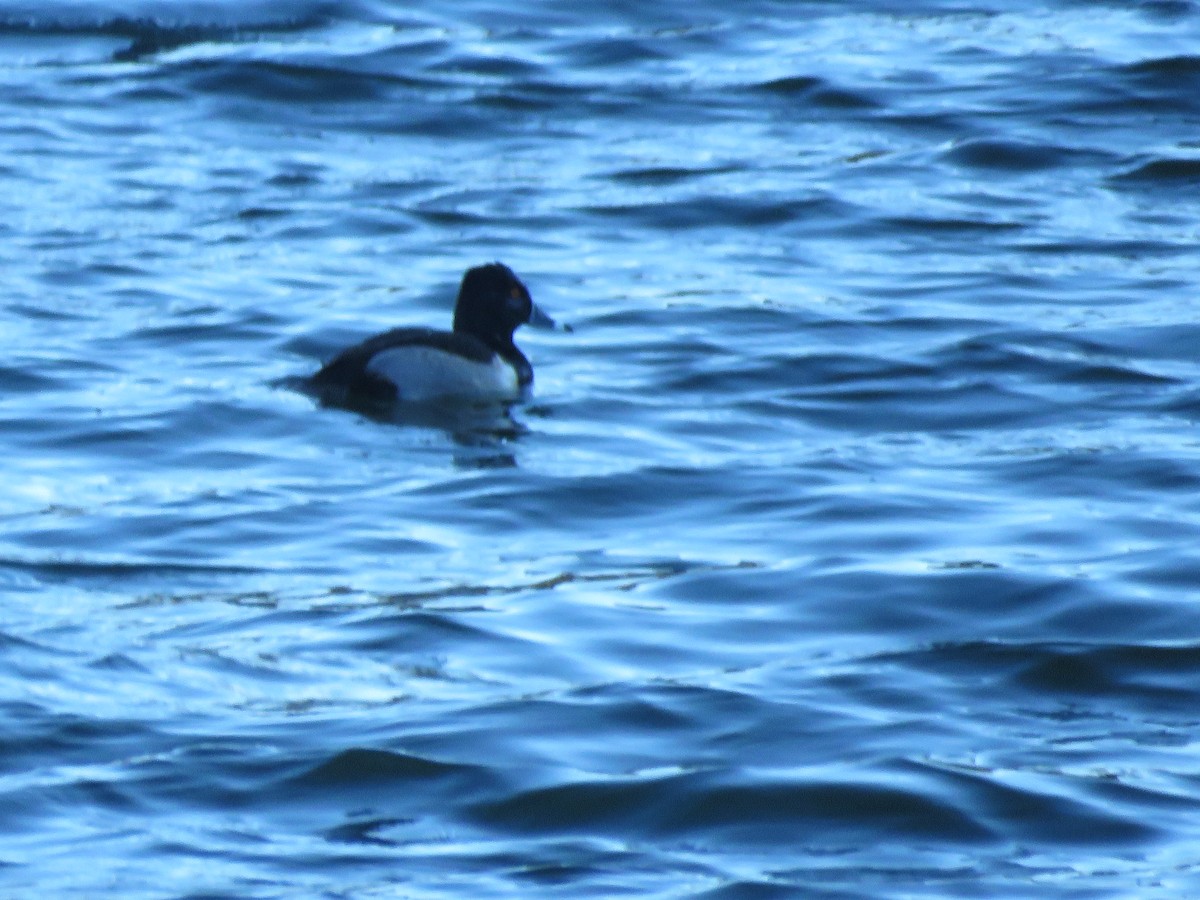 Ring-necked Duck - ML284910651