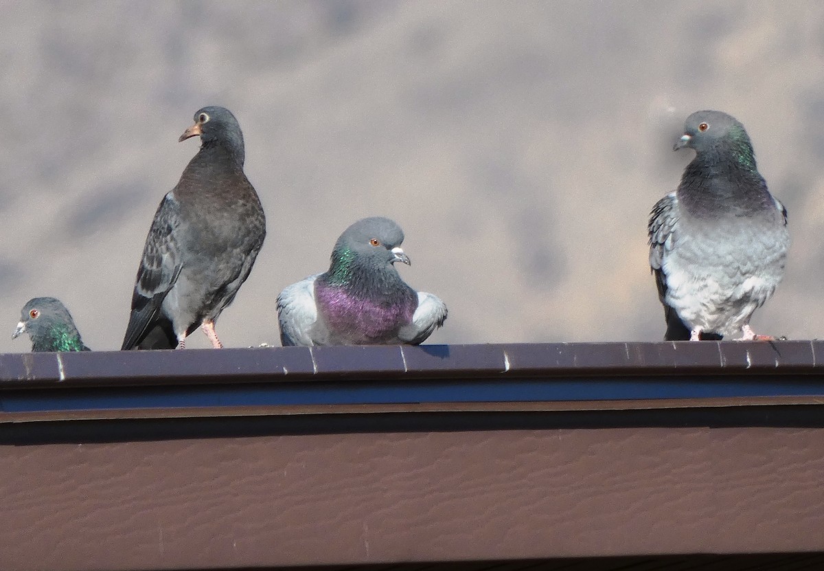 Rock Pigeon (Feral Pigeon) - Susan Smith