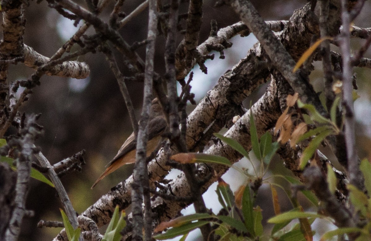 Common Redstart - Pedro Nicolau