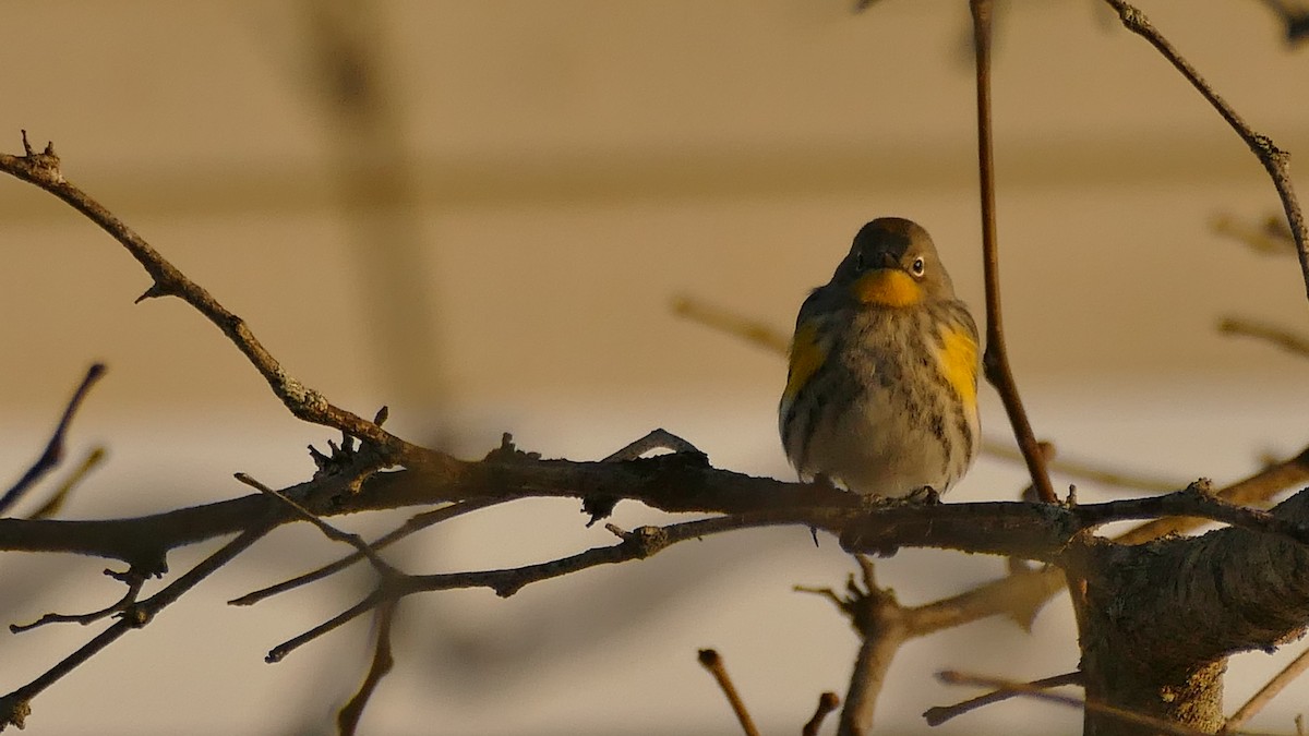 Yellow-rumped Warbler (Audubon's) - ML284938711