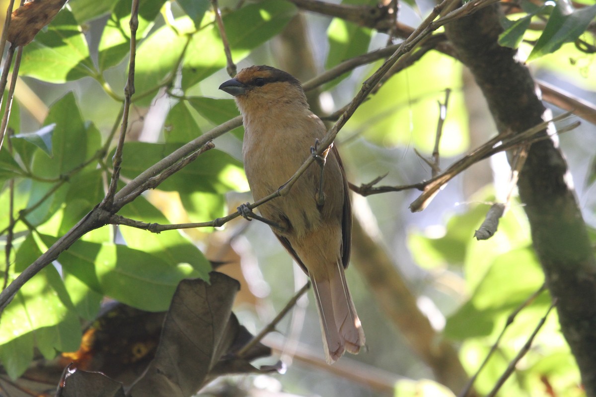 Brown Tanager - ML284939141