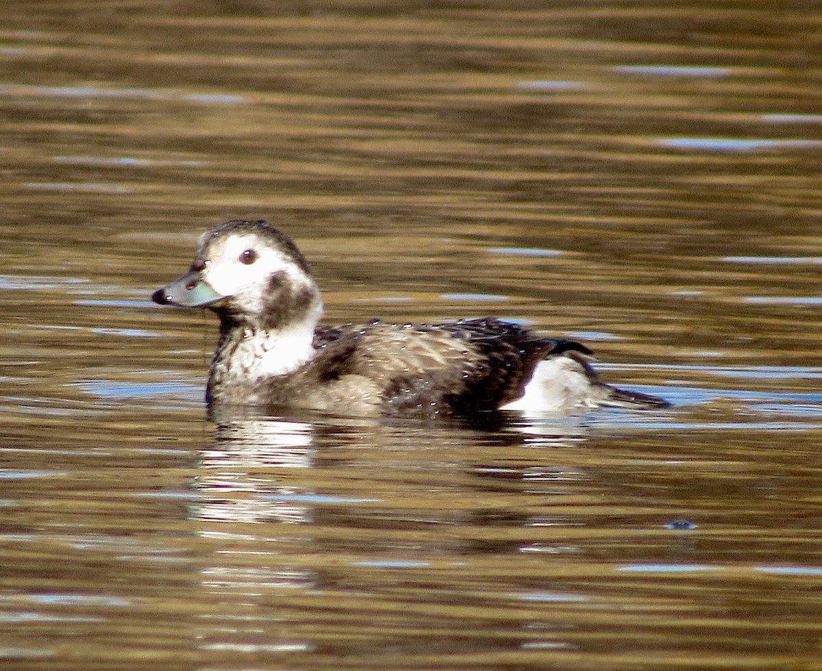Long-tailed Duck - ML284951281