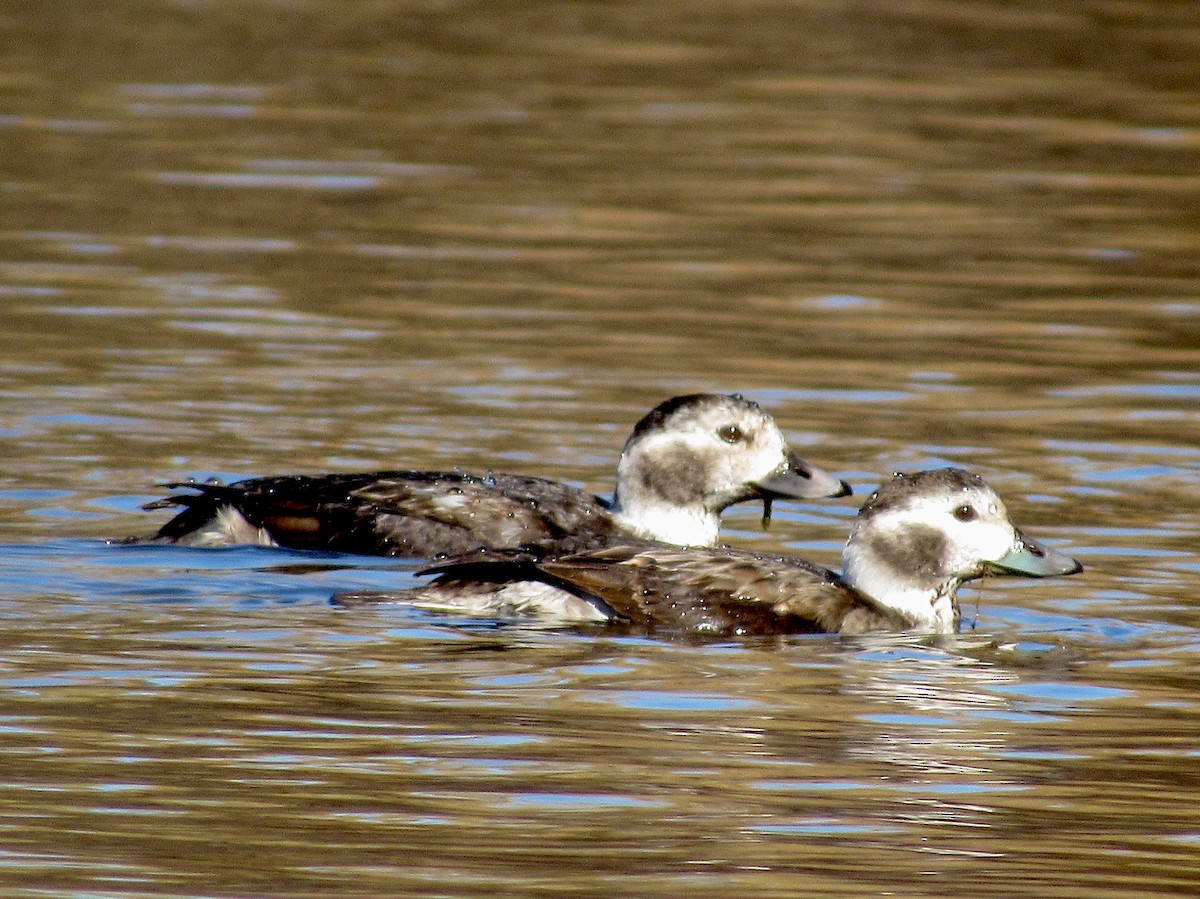 Long-tailed Duck - ML284951471