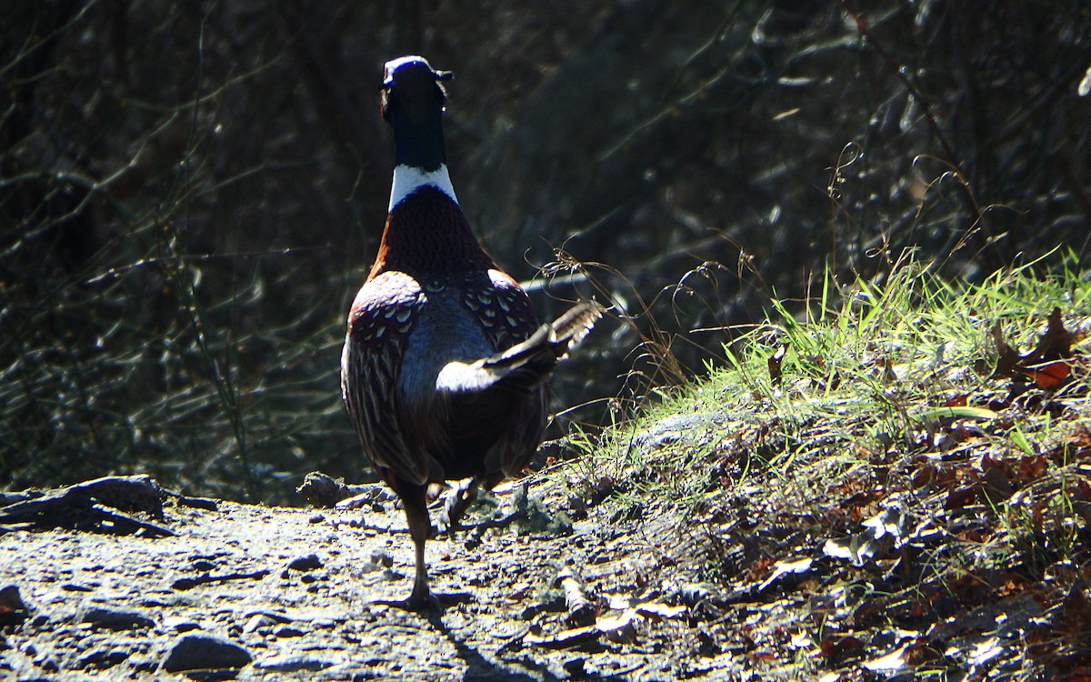 Ring-necked Pheasant - Jim O'Neill