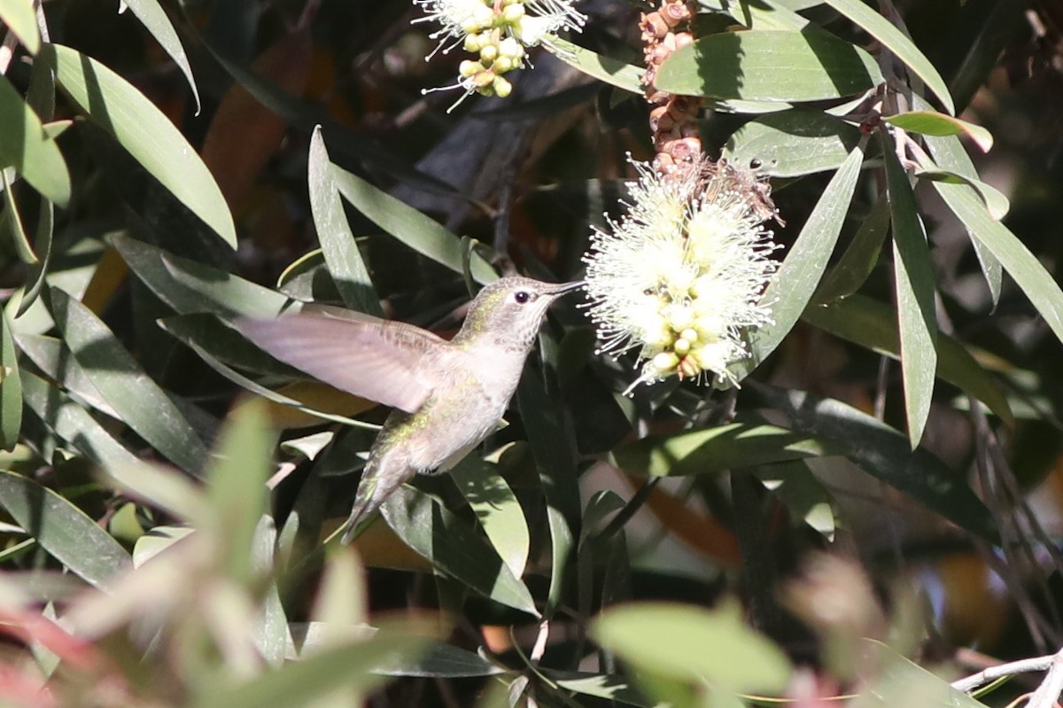 Anna's Hummingbird - Robert McNab