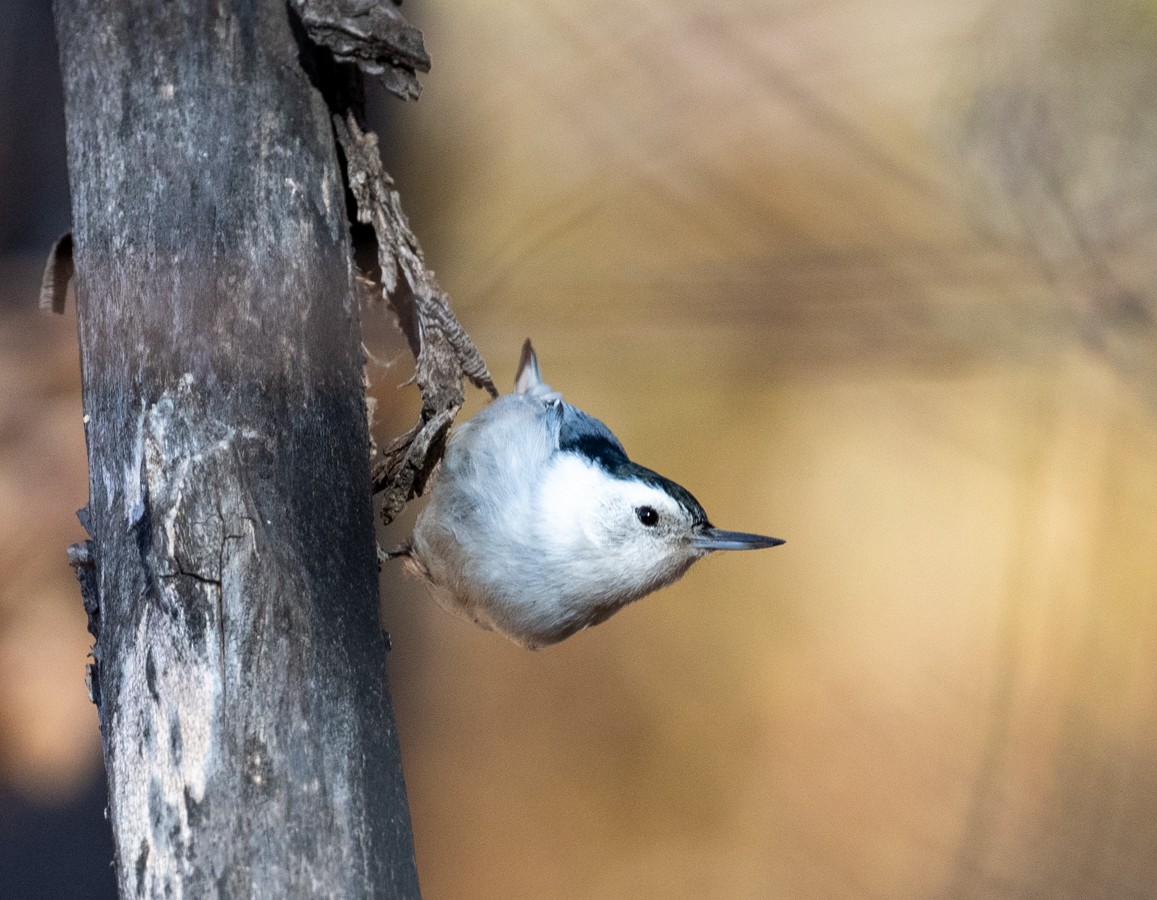 White-breasted Nuthatch - Mary McSparen