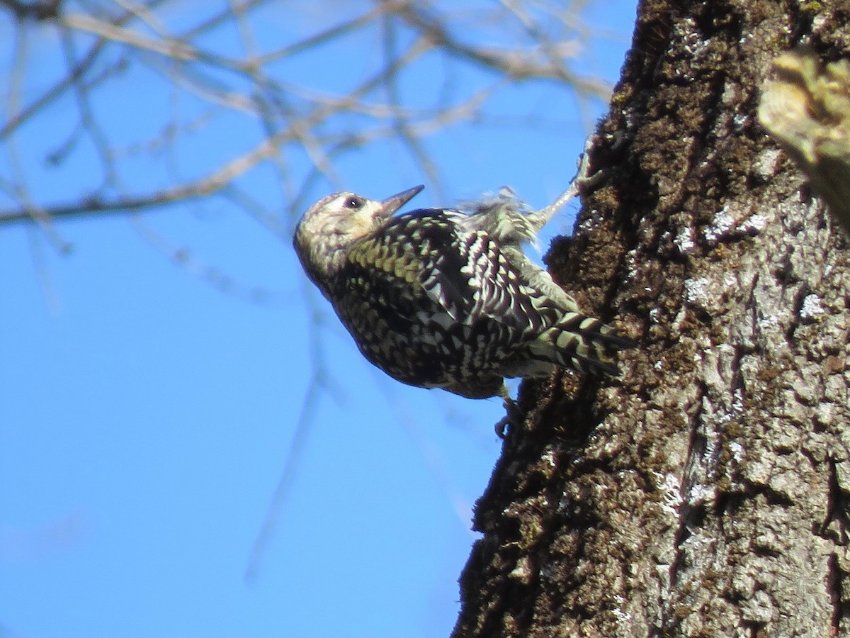 Yellow-bellied Sapsucker - Patricia and Richard Williams