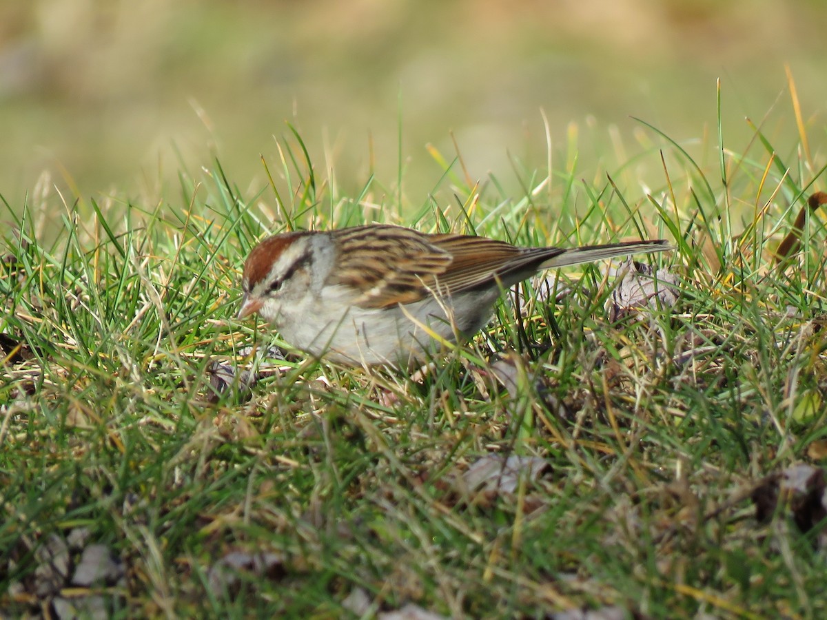Chipping Sparrow - ML284960441