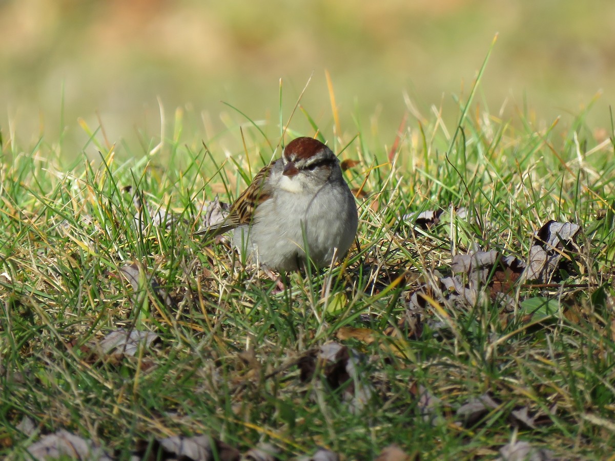 Chipping Sparrow - ML284960601