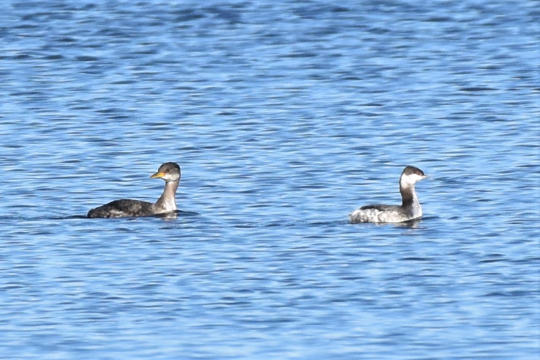 Red-necked Grebe - ML284962371