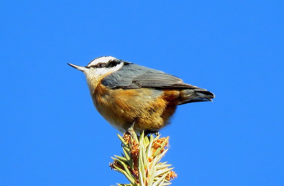 Red-breasted Nuthatch - Larry Larson