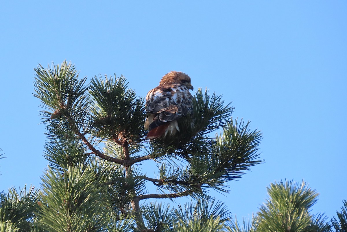 Red-tailed Hawk - ML284968111