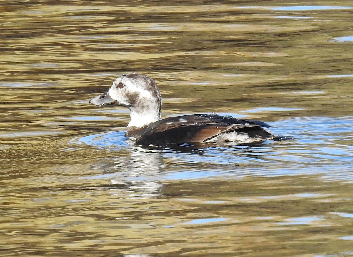 Long-tailed Duck - ML284970061