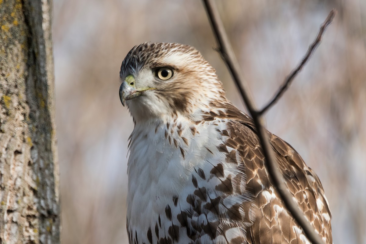 Red-tailed Hawk - ML284973111