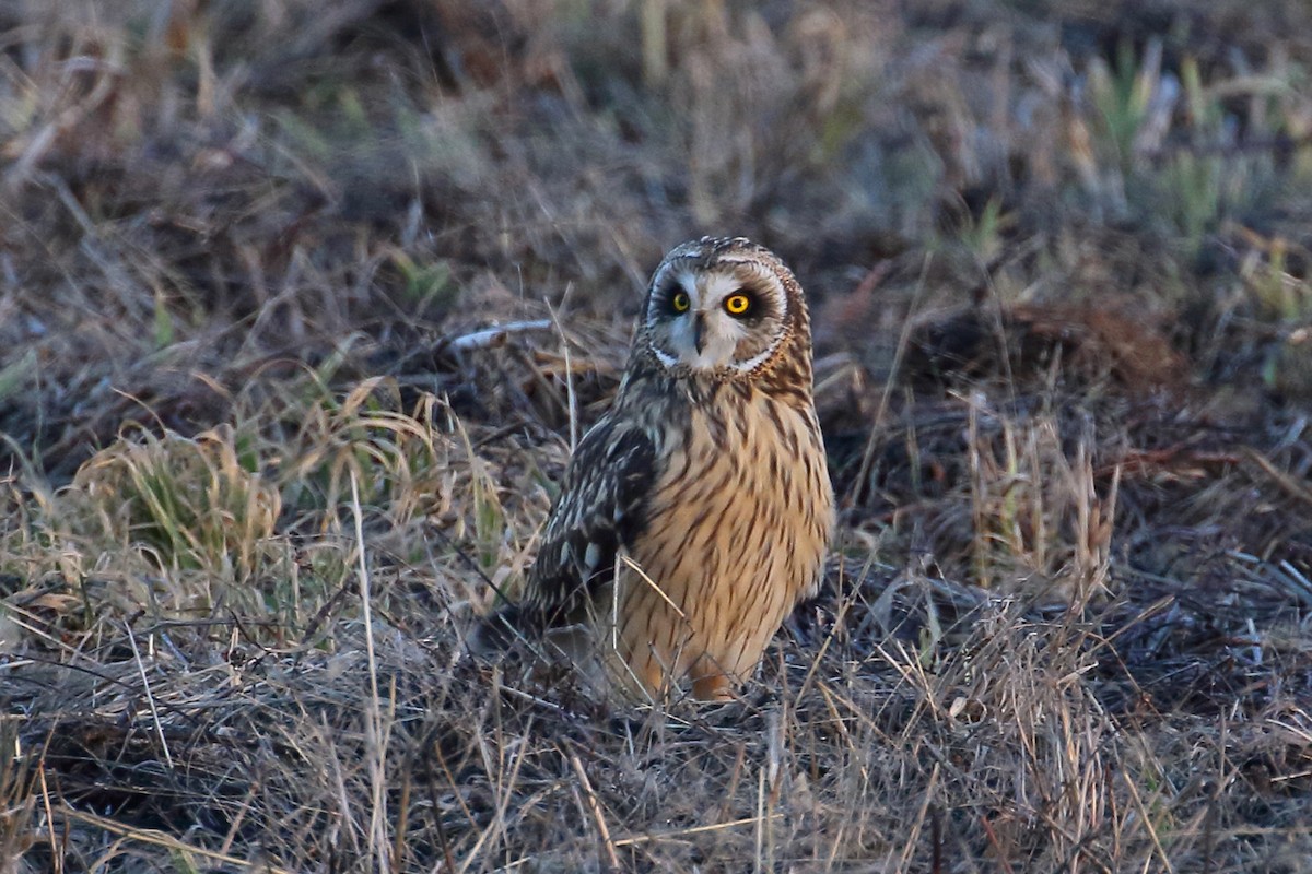 Short-eared Owl (Northern) - Joe Wing