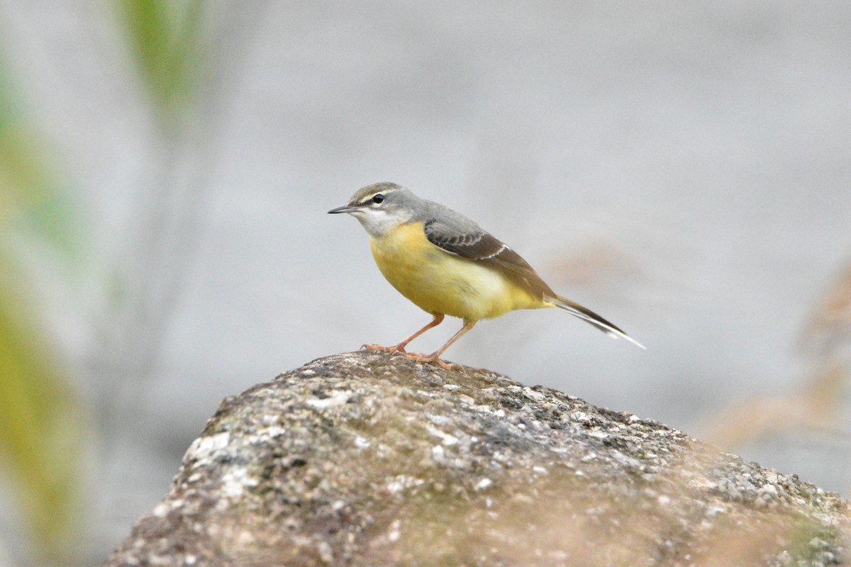 Gray Wagtail - Wind K
