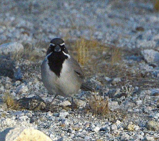 Black-throated Sparrow - ML284984641