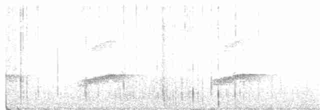 Little Spotted Kiwi - ML284986101