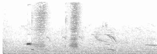Méliphage carillonneur - ML284987771