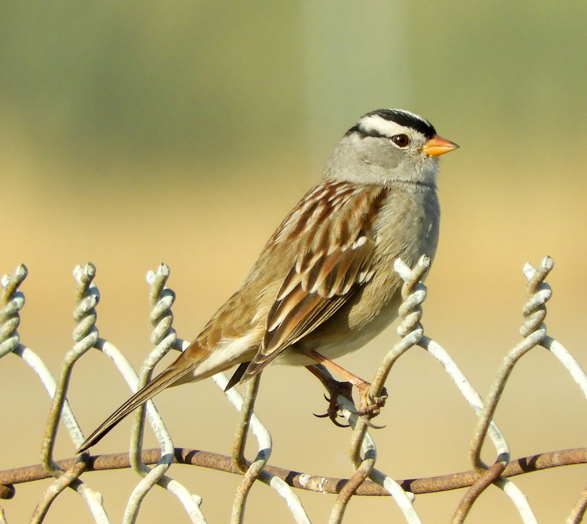 White-crowned Sparrow (Gambel's) - ML284990261