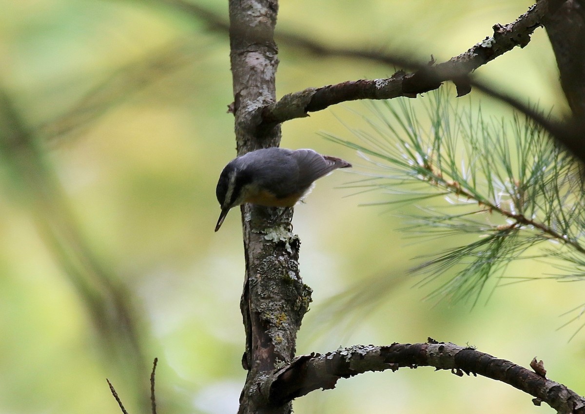 Red-breasted Nuthatch - ML284990871