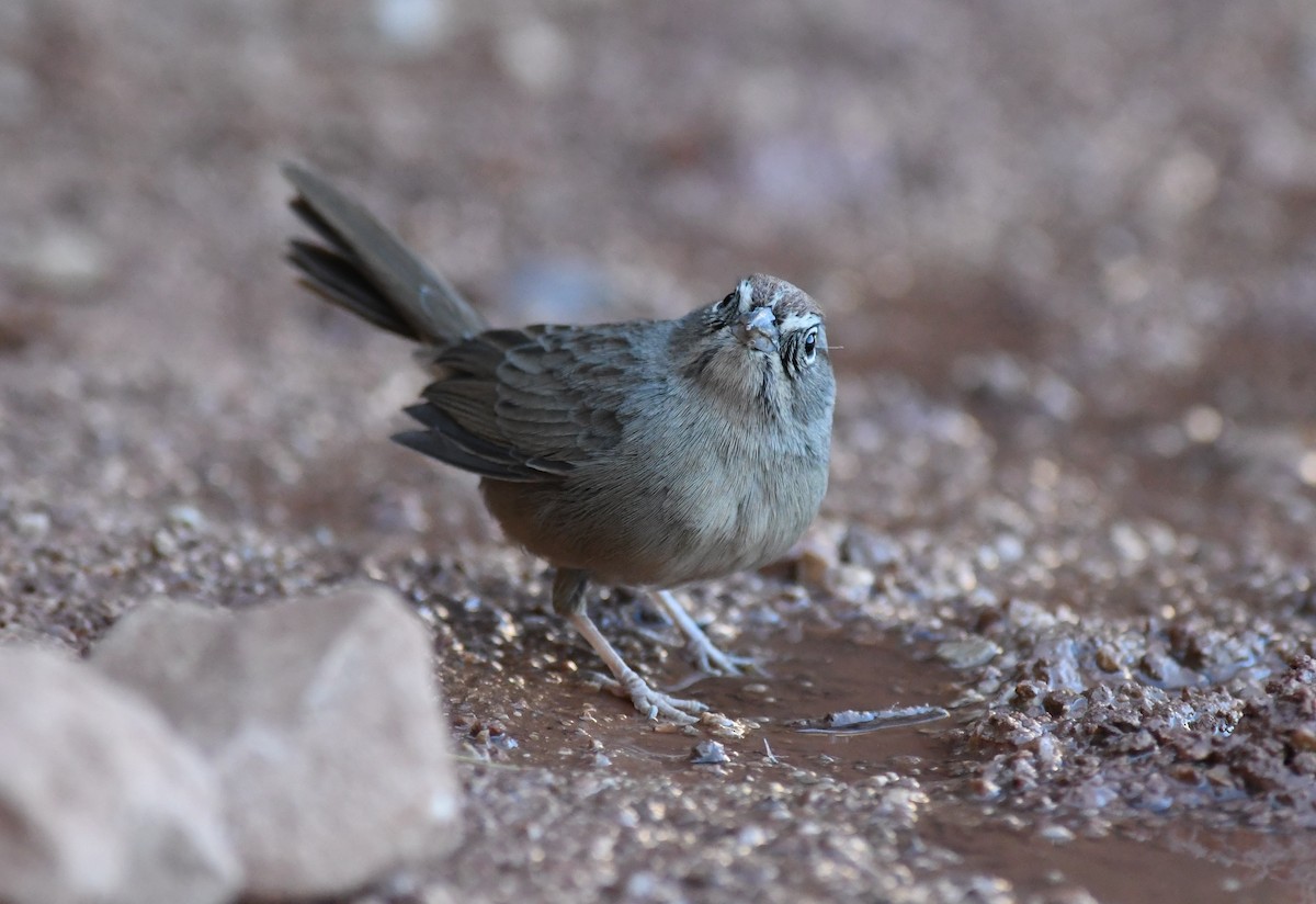 Rufous-crowned Sparrow - ML284996411
