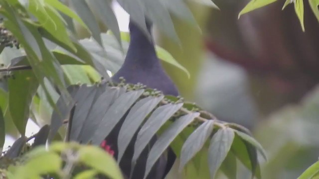 White-crowned Pigeon - ML285001961