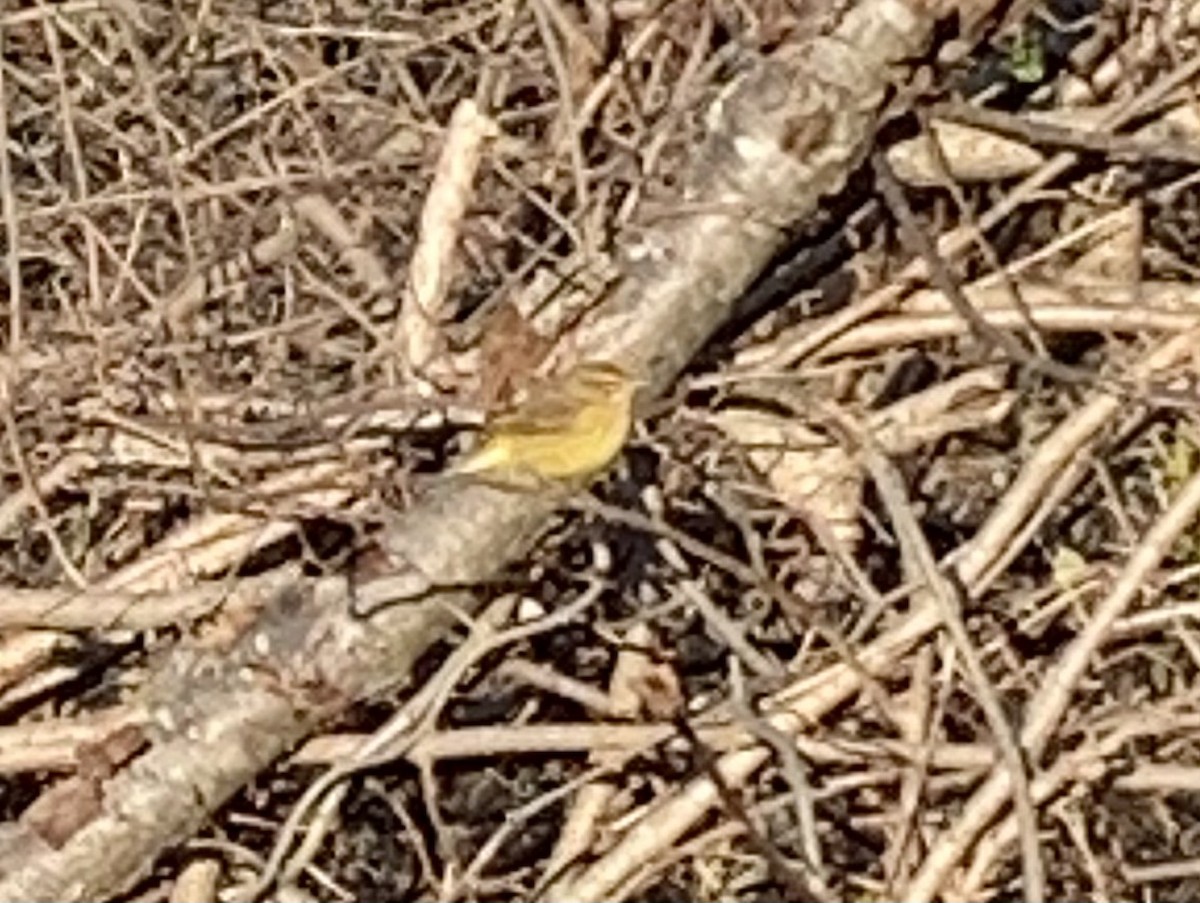 Palm Warbler (Yellow) - ML285002431