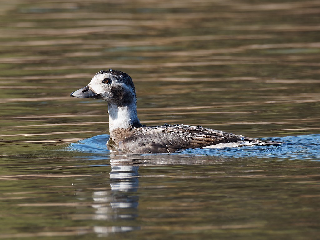 Long-tailed Duck - ML285002621