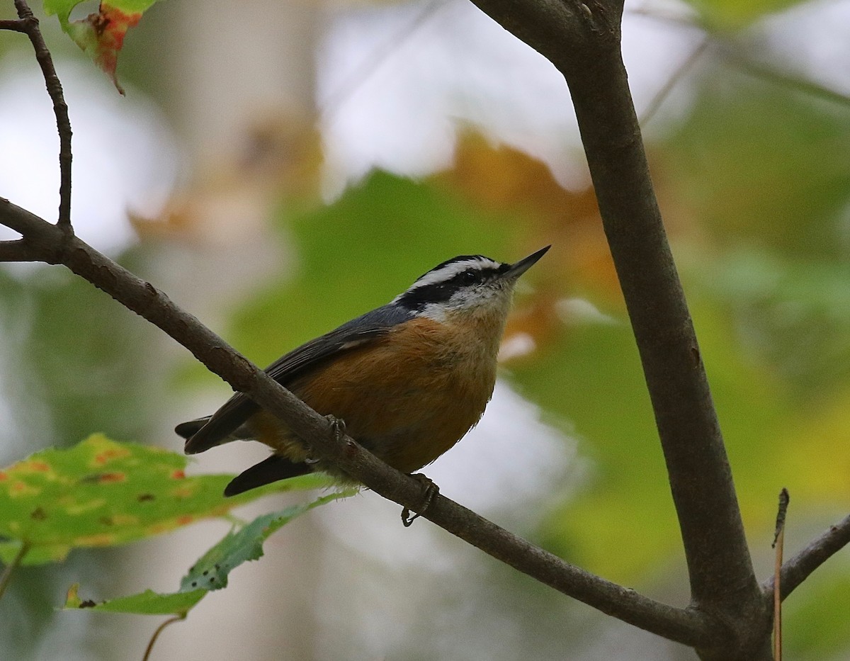 Red-breasted Nuthatch - ML285003211