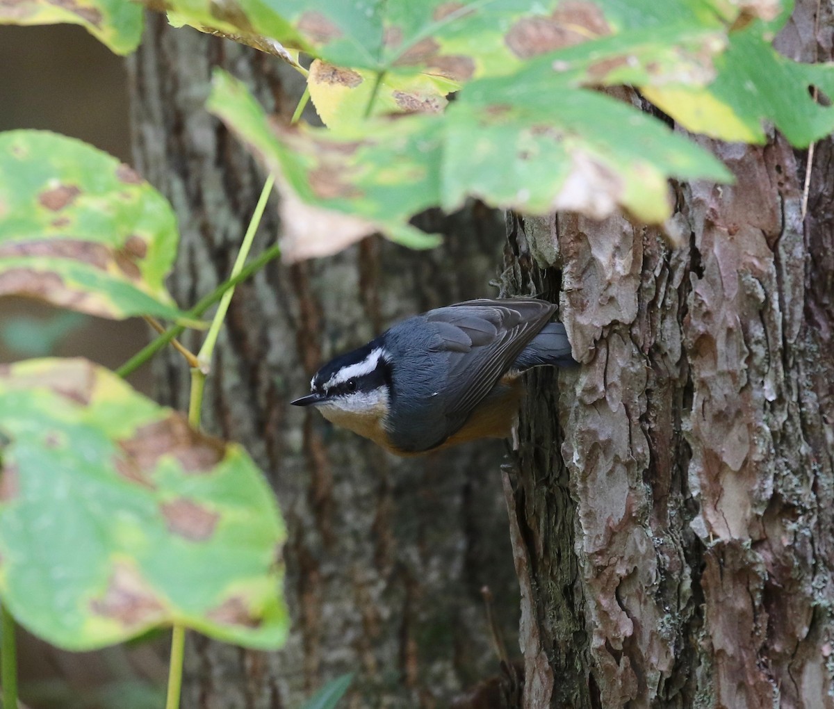 Red-breasted Nuthatch - ML285003261