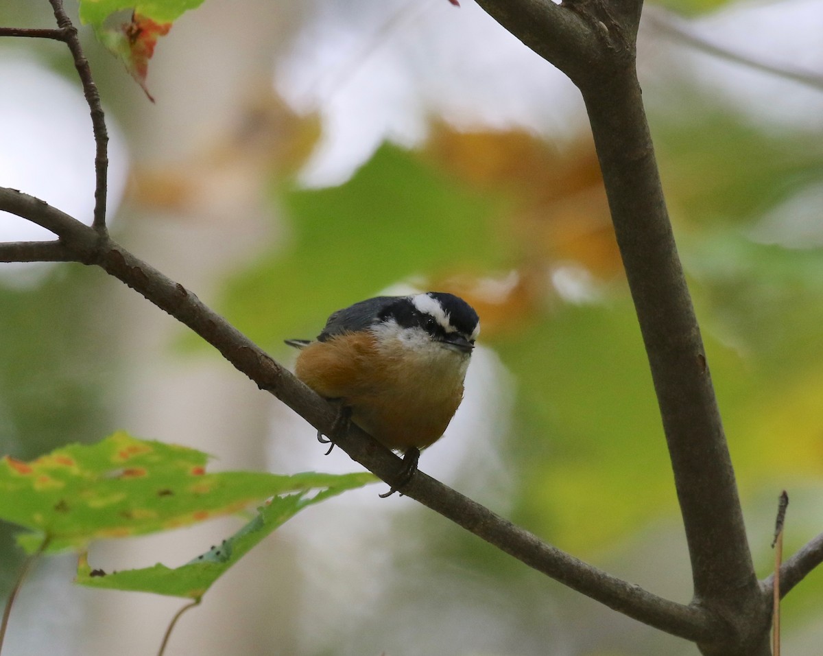 Red-breasted Nuthatch - ML285003301