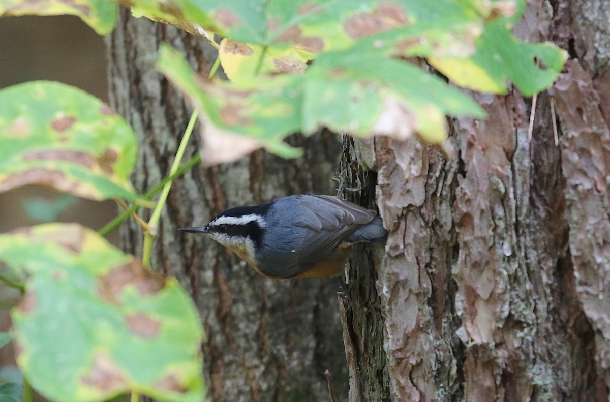 Red-breasted Nuthatch - ML285003311
