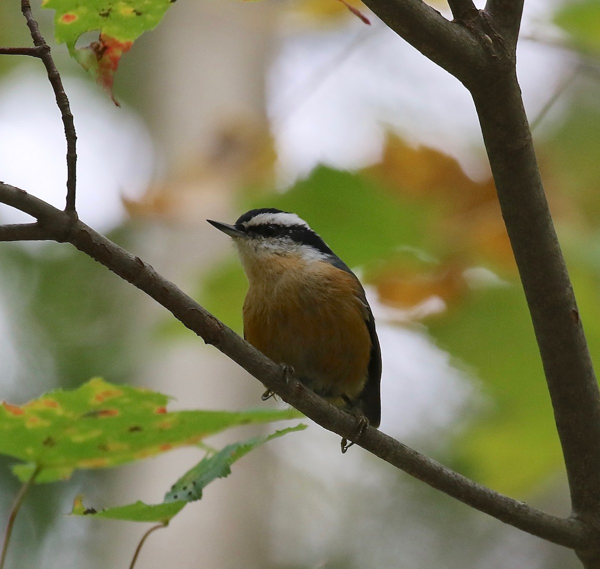 Red-breasted Nuthatch - Sandy Vorpahl