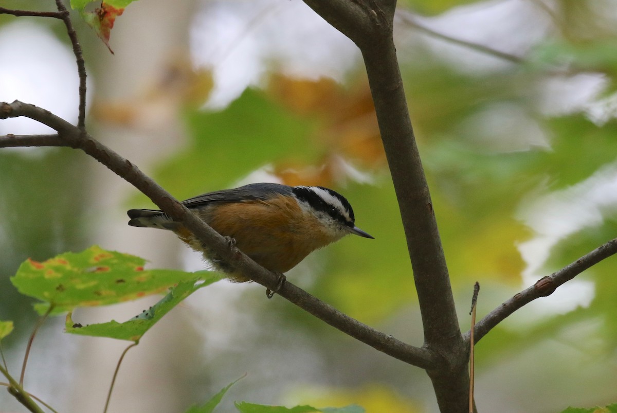 Red-breasted Nuthatch - ML285003361