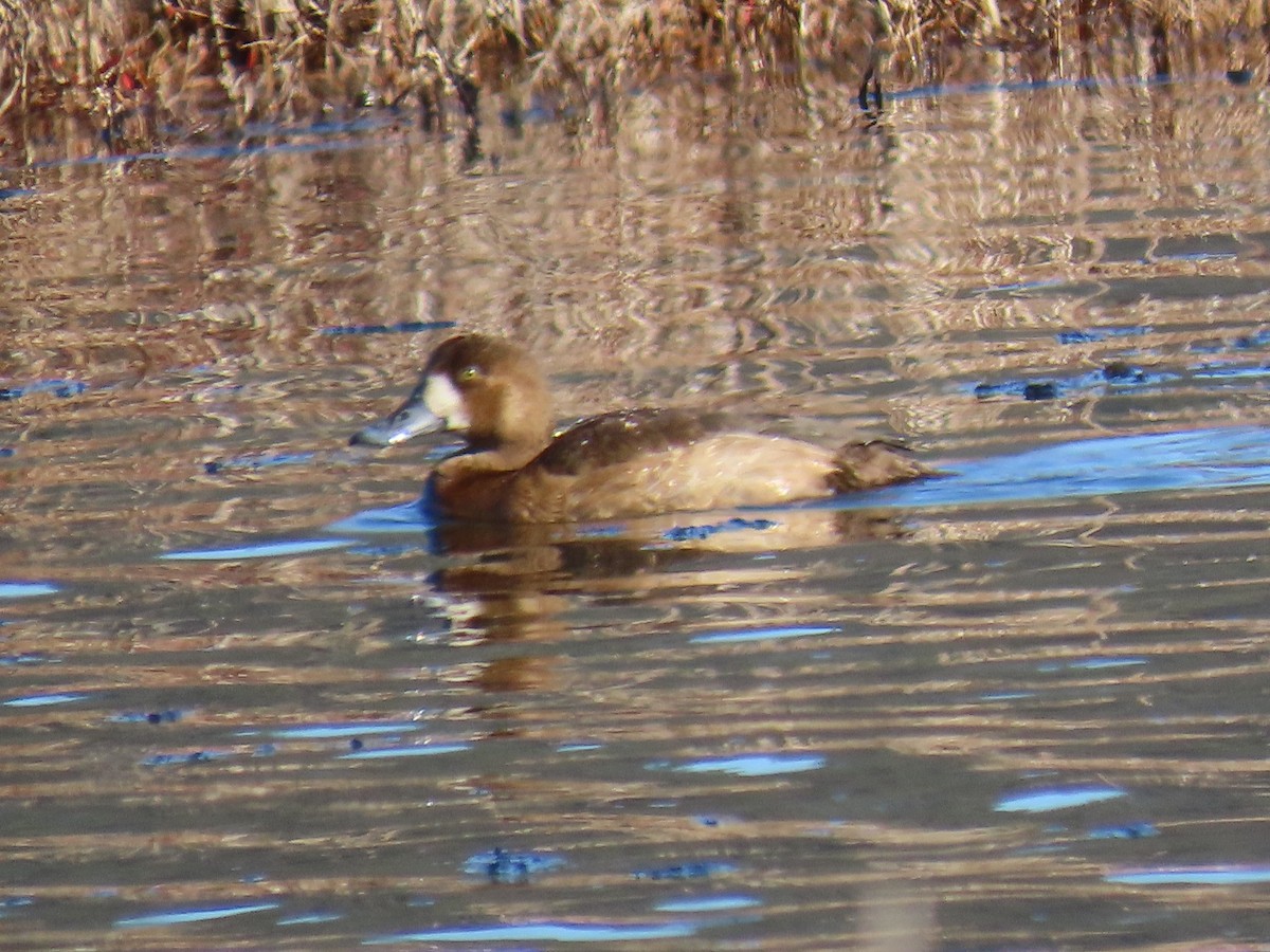 Greater Scaup - ML285005581