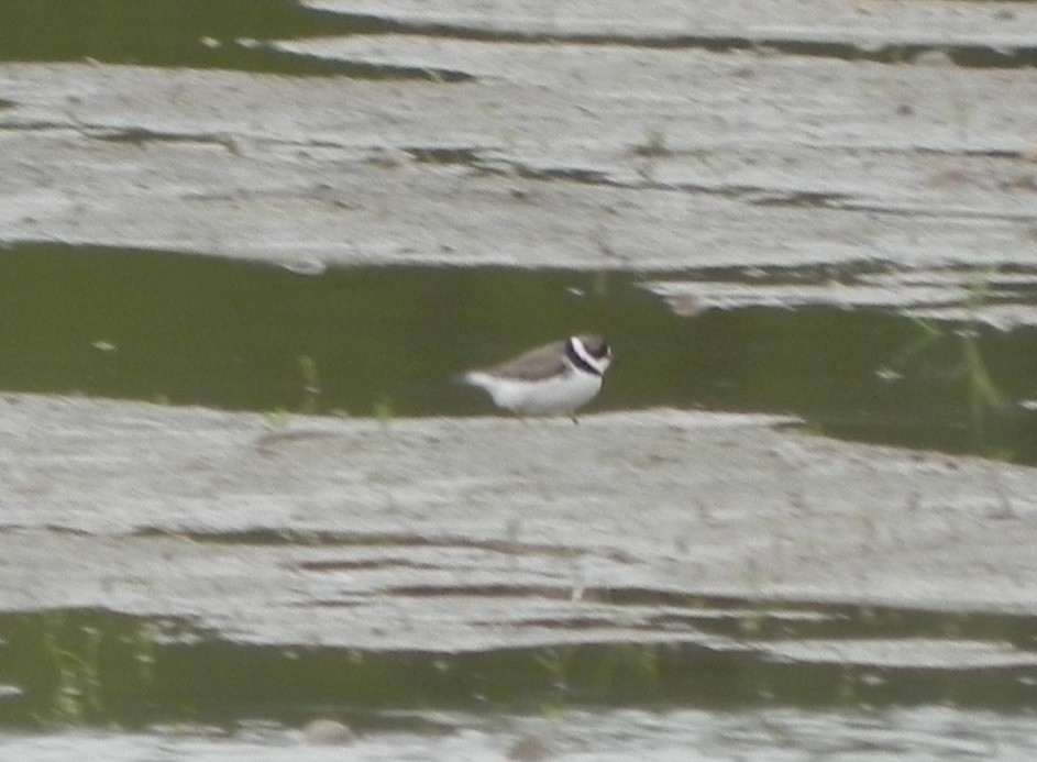 Semipalmated Plover - ML28501101