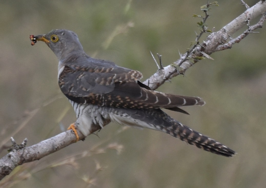 Common Cuckoo - Cheran Jagadeesan