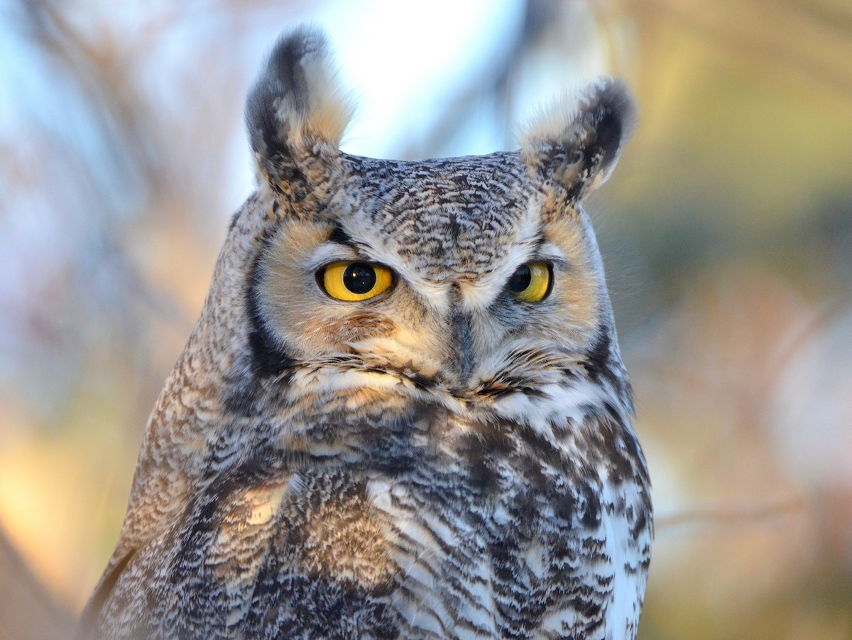 Great Horned Owl - ML285020801