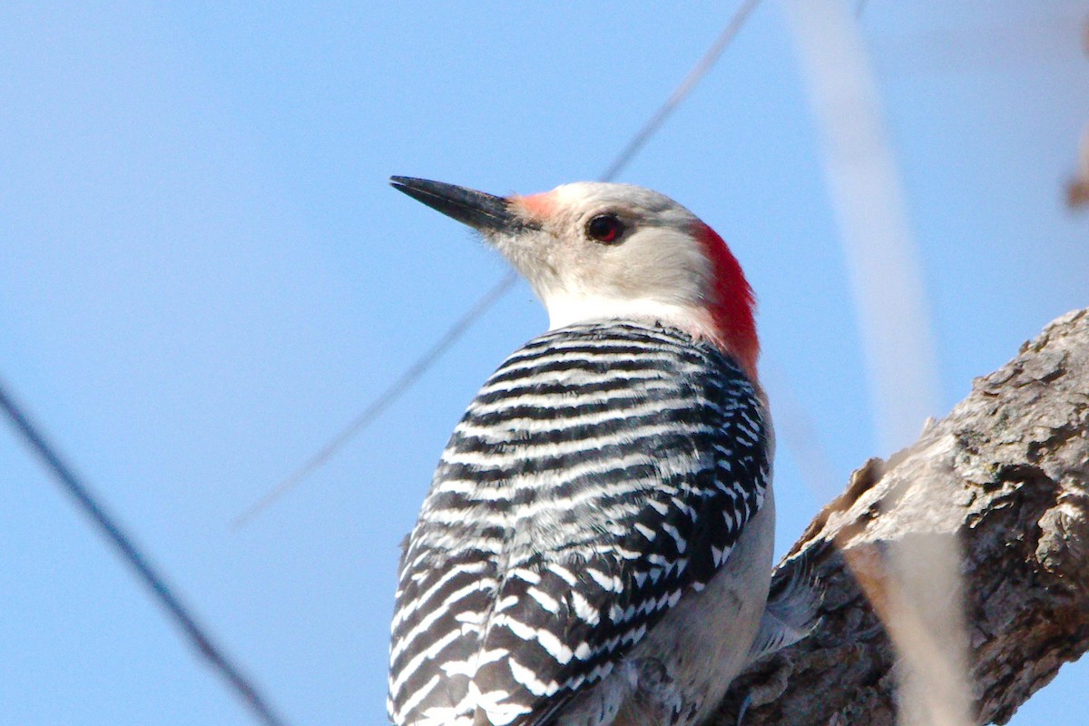 Red-bellied Woodpecker - Quentin Nolan