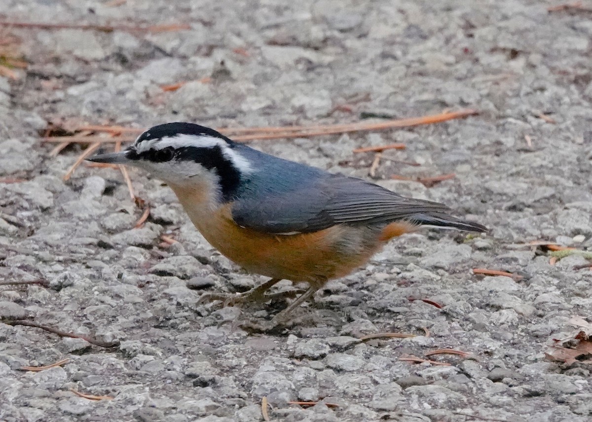 Red-breasted Nuthatch - ML285028161