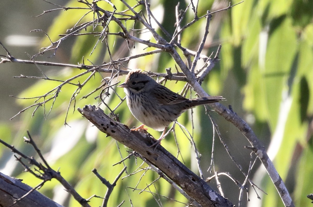 Lincoln's Sparrow - John Bruin